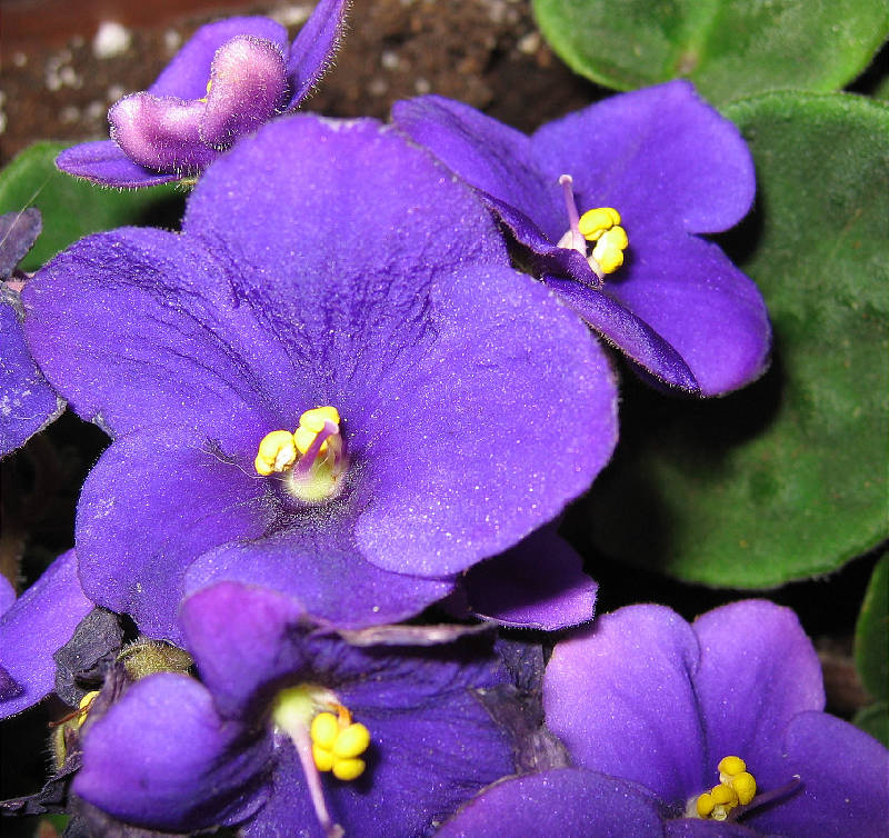 Purple blossoms on African violet