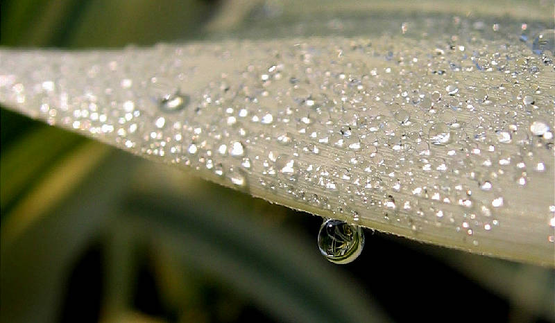 Detail of dew on feather reed grass