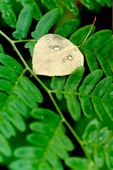Yellow leaf on Honey Locust leaves
