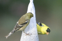 Goldfinches