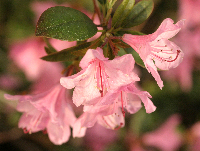 Rhodi Blossoms