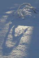 Joe Pye Weed, Snowstorm