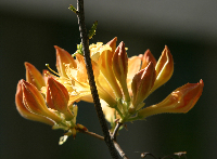 Orange Azaela Blossoms