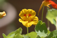 Nasturtium