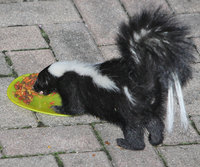 Skunk