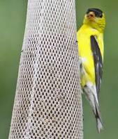 Goldfinch with a mouthful of thistle seeds