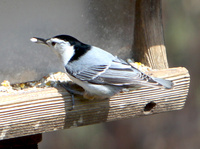 White-breasted nuthatch - 3/15/2012