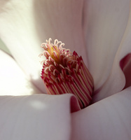 Magnolia blossom - pistols and stamens