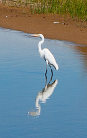 Egret - hard to get close to them