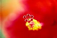 Flower Stamens