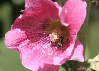 Hollyhock Blossom, Bee