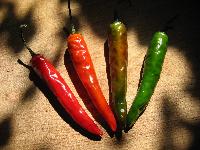 A Rainbow of Jalepenos