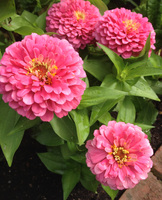 Zinnias