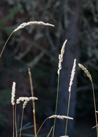 Grass heads in the sun