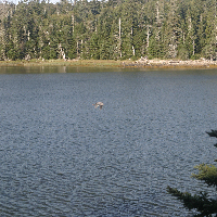 Heron, Ship Harbor, ME