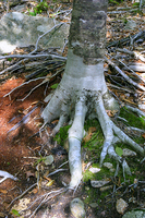 Birch roots; path back from Jordan Pond