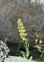 Flower amid rocks