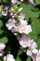 Roadside flowers