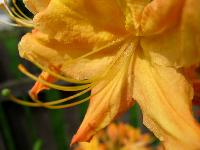 Rhododendron blossom