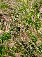 <i>Pennisetum</i> seed heads