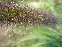 <i>Pennisetum</i> seed head