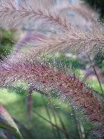 <i>Pennisetum rubrum </i>