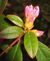 Rhododendron Bud