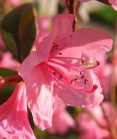 Rhododendron Blossom