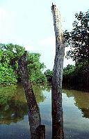 River and Tree Trunk