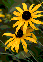 Rudbeckia