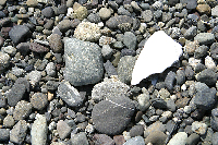 Stones and shells; Bainbridge Island beach