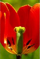 Red Tulip