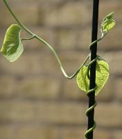 Dutchmans Pipe doing its thing