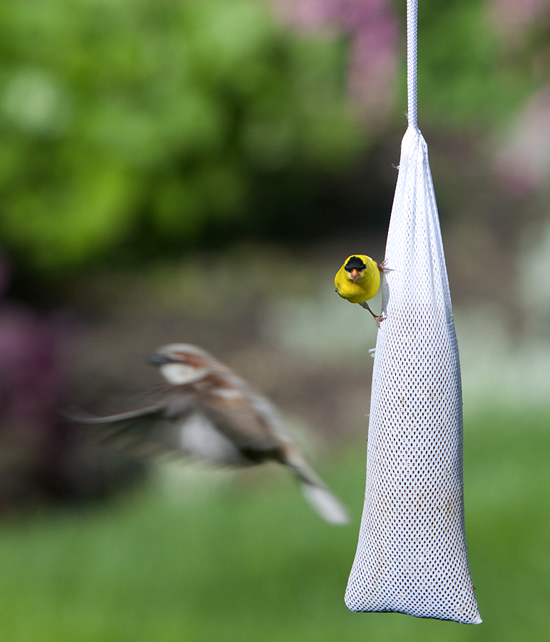 Pause in eating to see the sparrow coming in for a landing