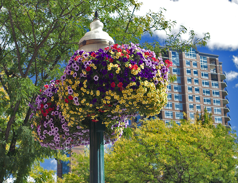 Baskets of flowers seemed to be an Idaho Panhdale thing