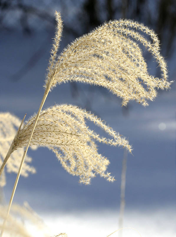 Miscanthus, Snow