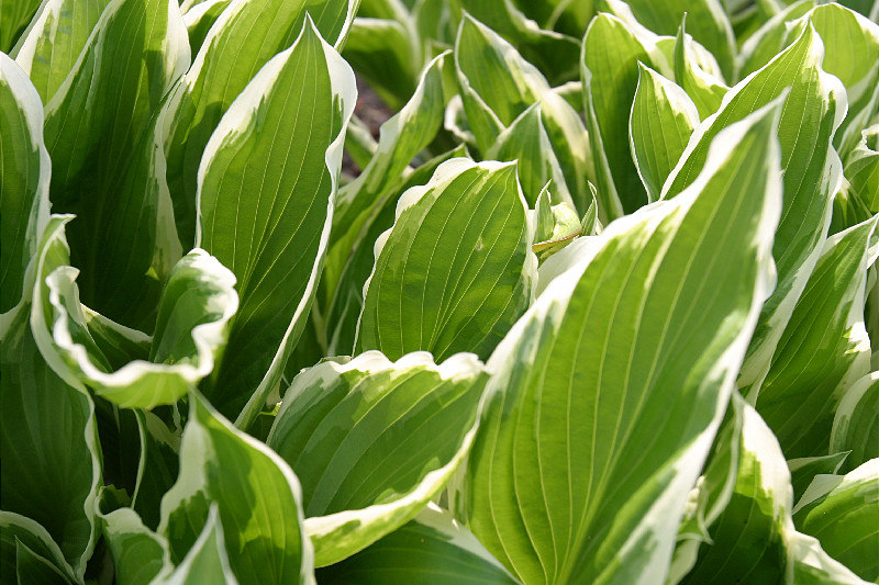 Sea of Hostas