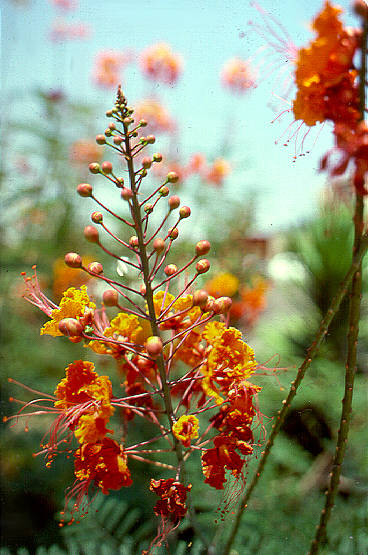 Unknown flowers (somewhere in Italy)