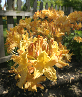 Orange Rhodi, 2006