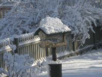 Blue Jay Feeding After Snow Storm