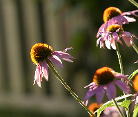 Coneflowers