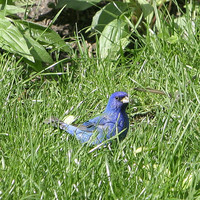 Indigo Bunting