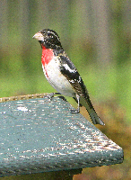 Rose Breasted Grosbeak