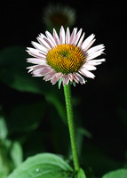 Purple coneflower