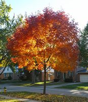 Ash tree, October 2012