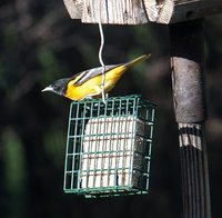 Baltimore Oriole