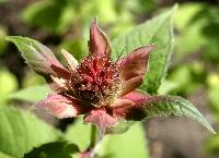 Bee Balm, ready to pop