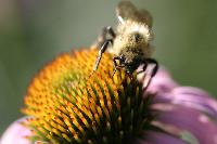 Bee On Coneflower