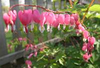 Bleeding Heart