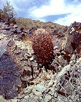 Cactus, Blue Rock